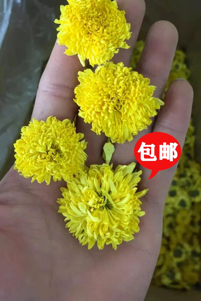 皇菊菊花茶黄菊花菊花花茶包邮