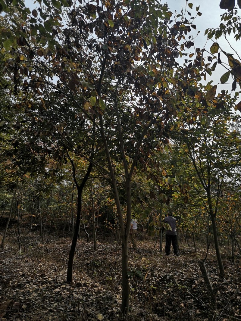 紫玉兰基地规格齐全3-12公分欢迎实地看苗选购