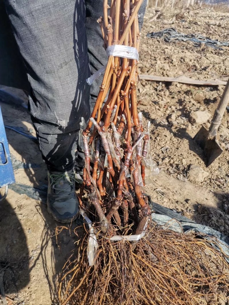 甜蜜蓝宝石葡萄苗嫁接苗品种纯正包成活率免费指导技术