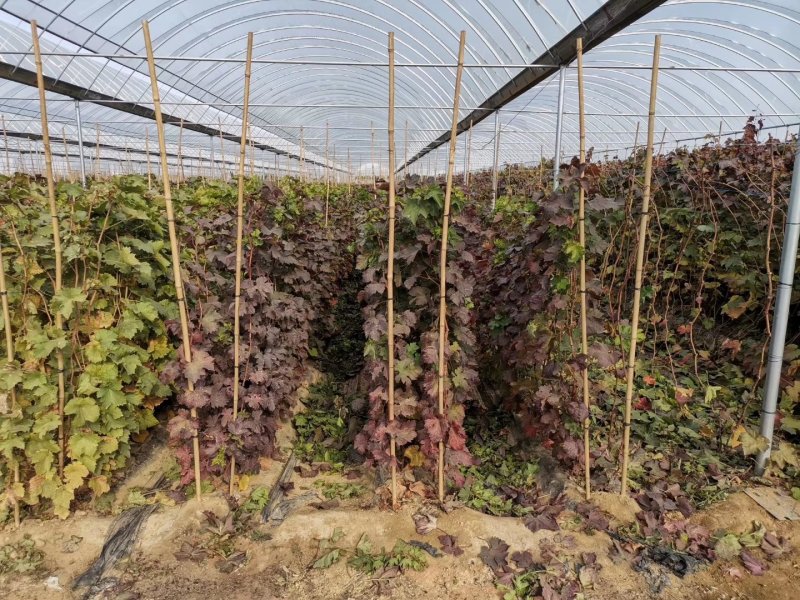 甜蜜蓝宝石葡萄苗嫁接苗品种纯正包成活率免费指导技术