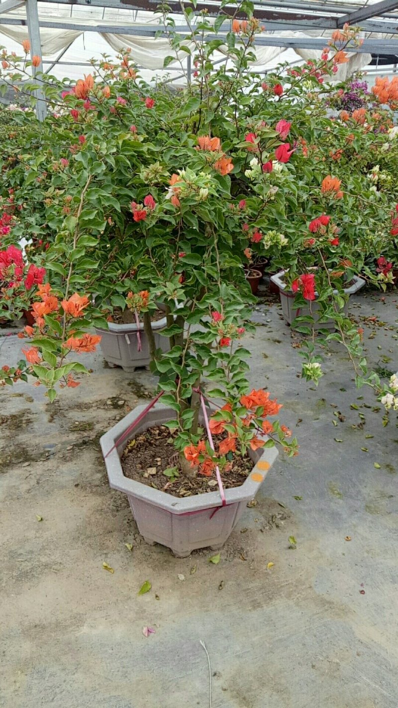 精品多色三角梅盆栽造型优美