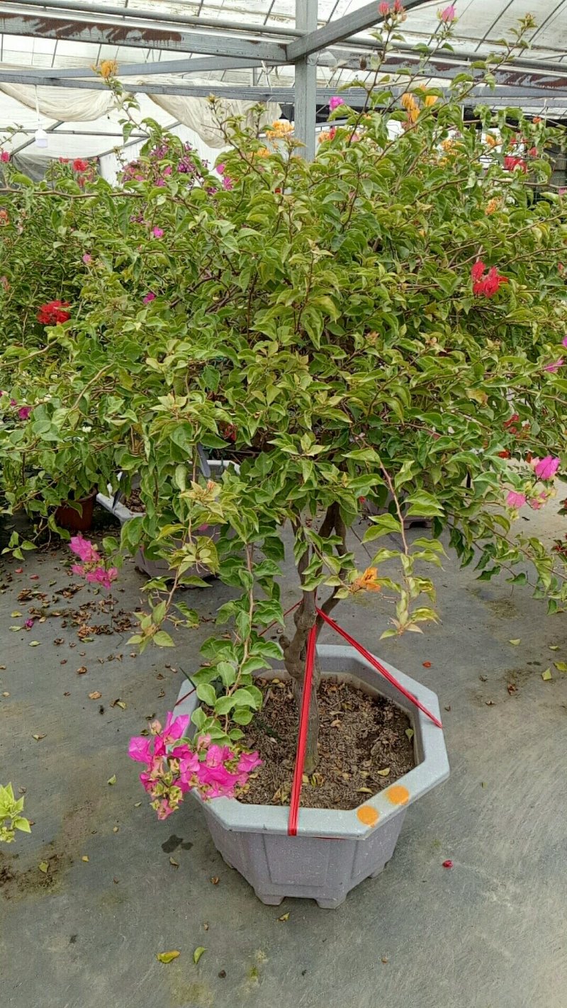 精品多色三角梅盆栽造型优美