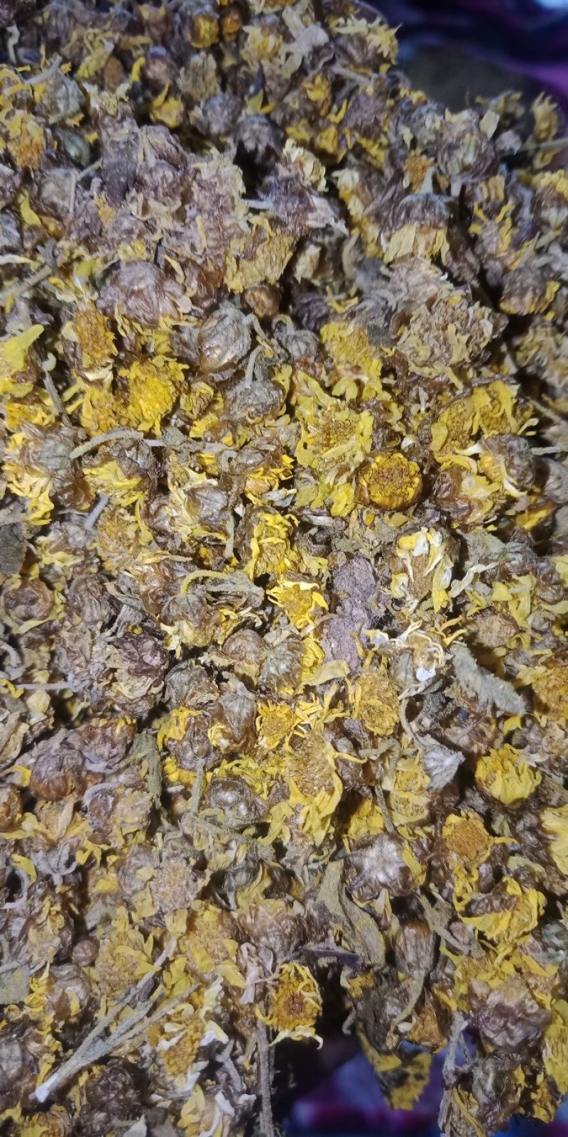 野菊花