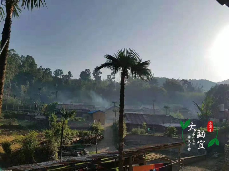 明前古树春茶，生普洱
