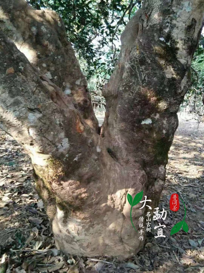 明前古树春茶，生普洱