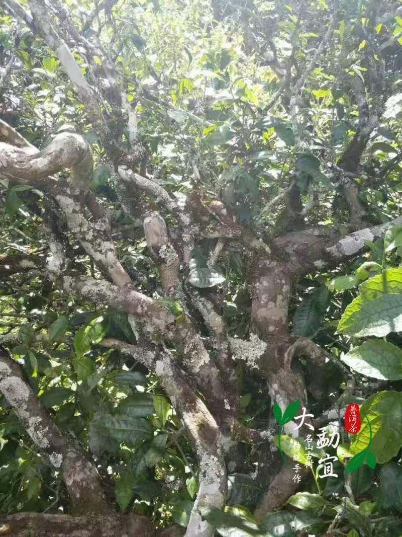 明前古树春茶，生普洱