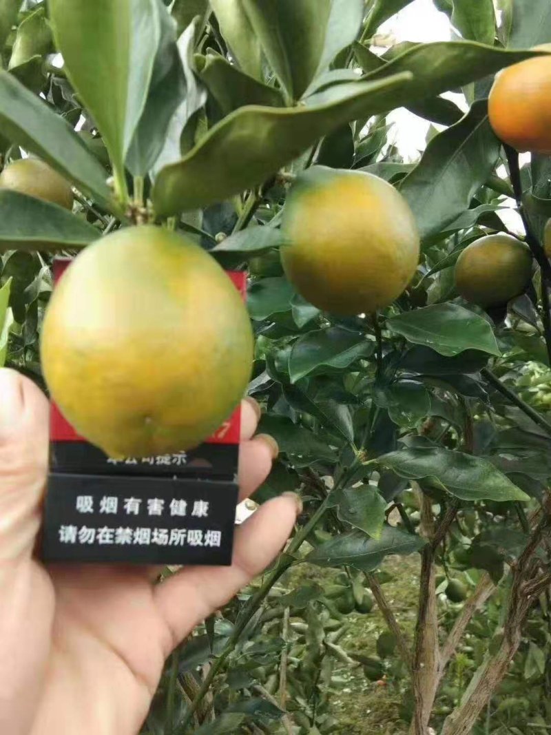大叶滑皮，，脆皮金桔大颗果子，果子甜度好，市场价格优势好