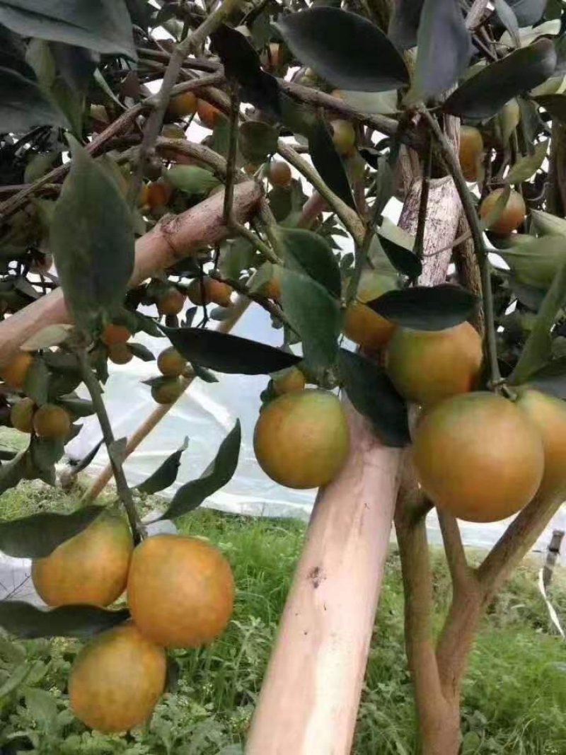 大叶滑皮，，脆皮金桔大颗果子，果子甜度好，市场价格优势好