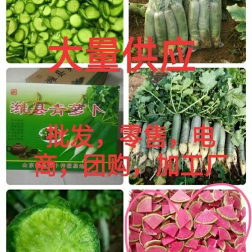 潍县青萝卜大量供应电商，加工厂。超市，团购，以及批发零售