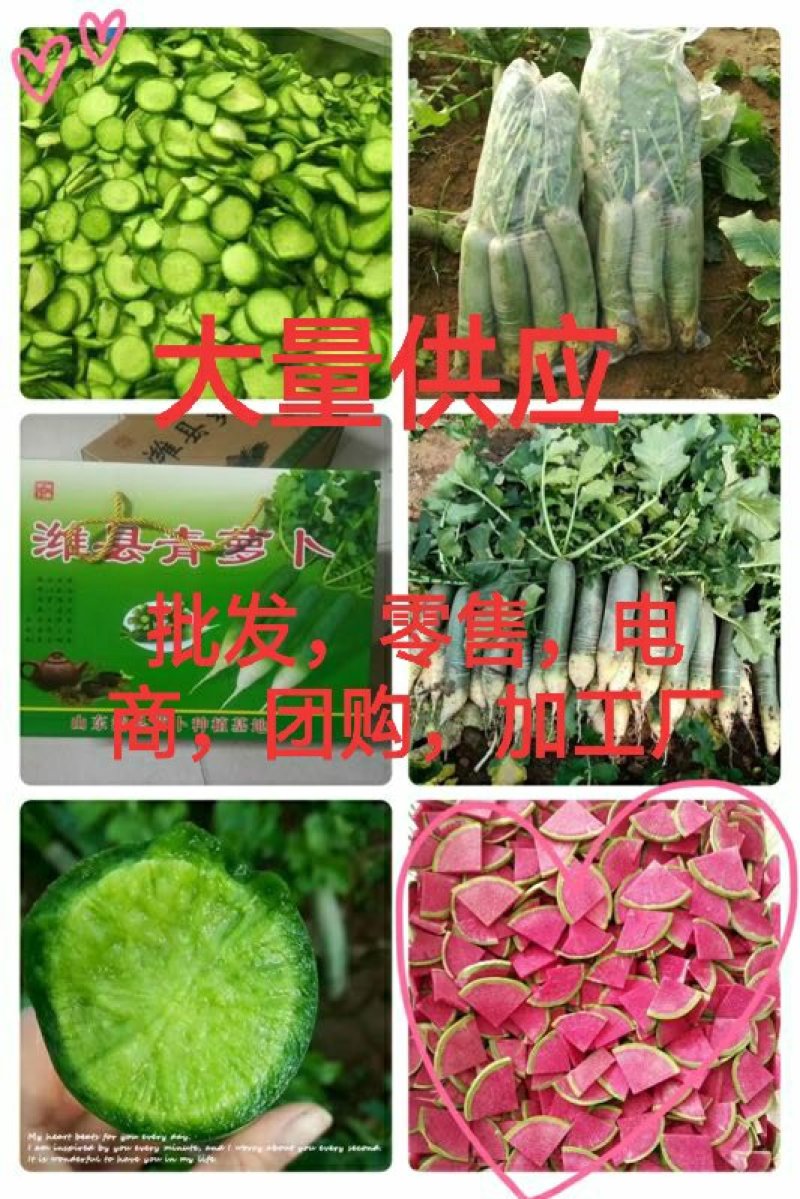 潍县青萝卜大量供应电商，加工厂。超市，团购，以及批发零售