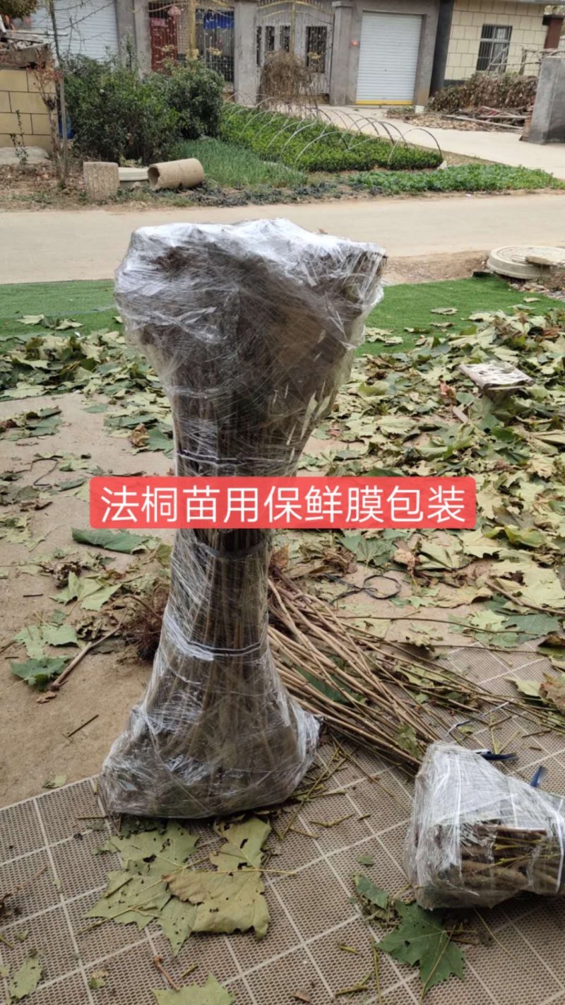 法桐法国梧桐速生法桐悬铃木青皮法桐法桐树