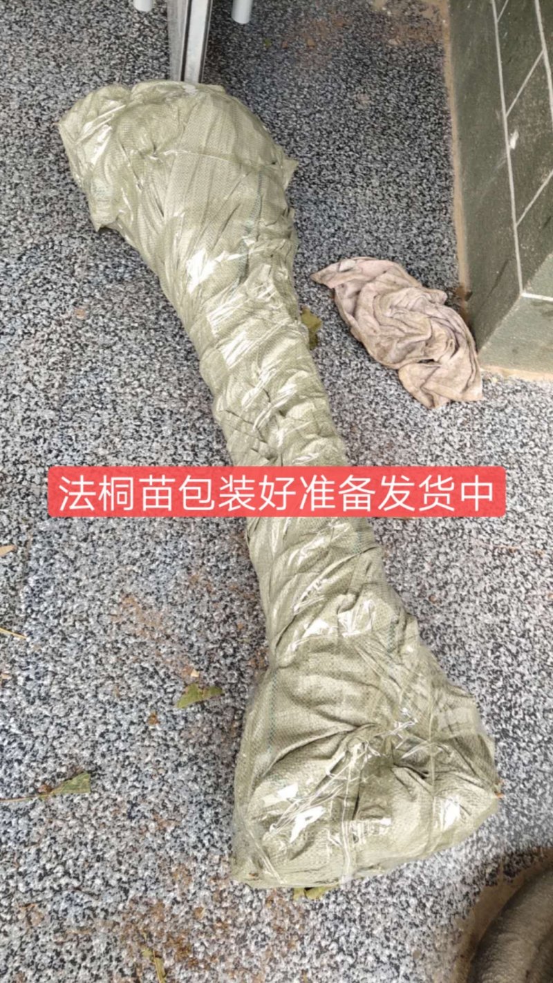 法桐法国梧桐速生法桐悬铃木青皮法桐法桐树