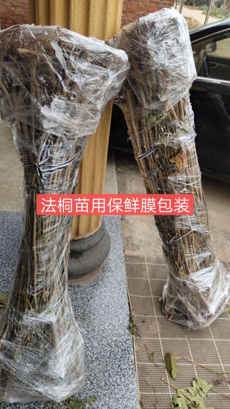 法桐法国梧桐速生法桐悬铃木青皮法桐法桐树