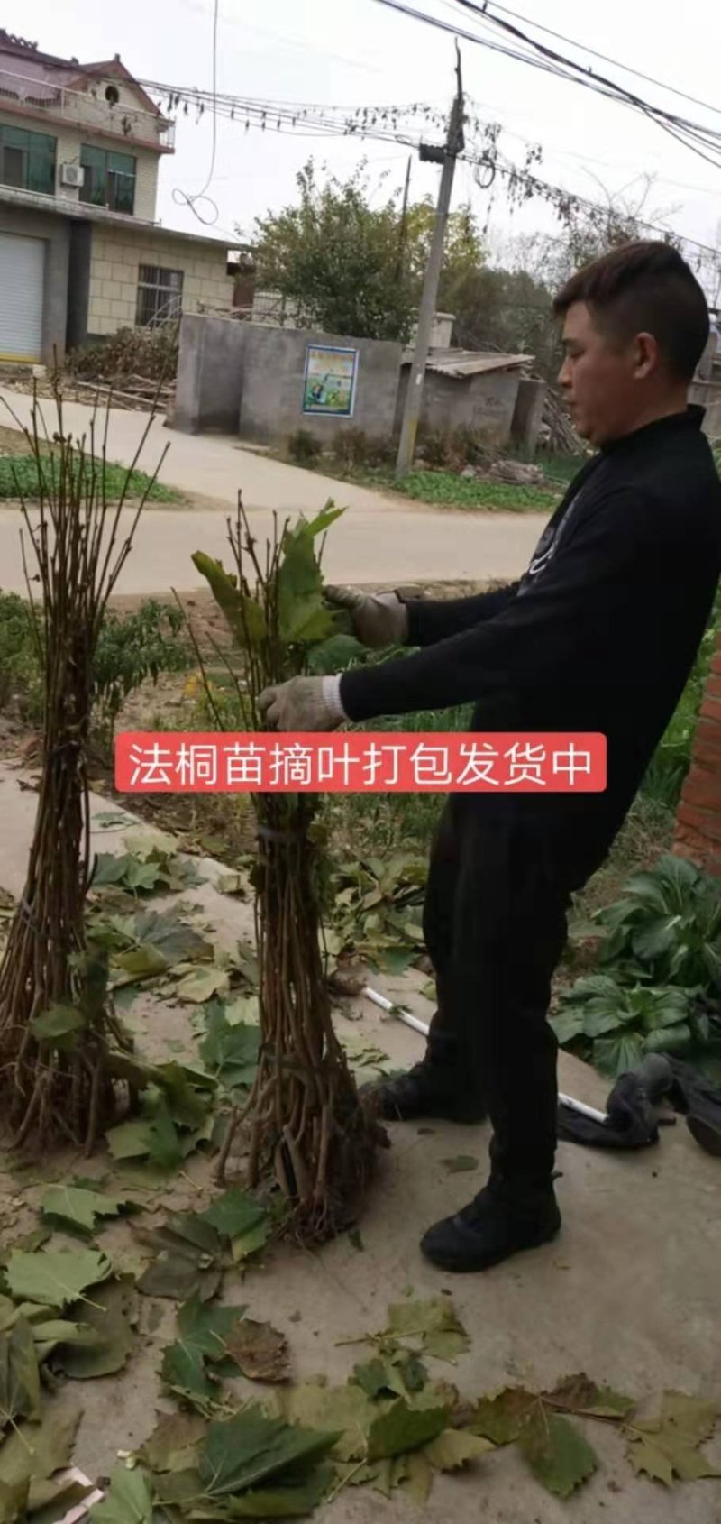 法桐法国梧桐速生法桐悬铃木青皮法桐法桐树