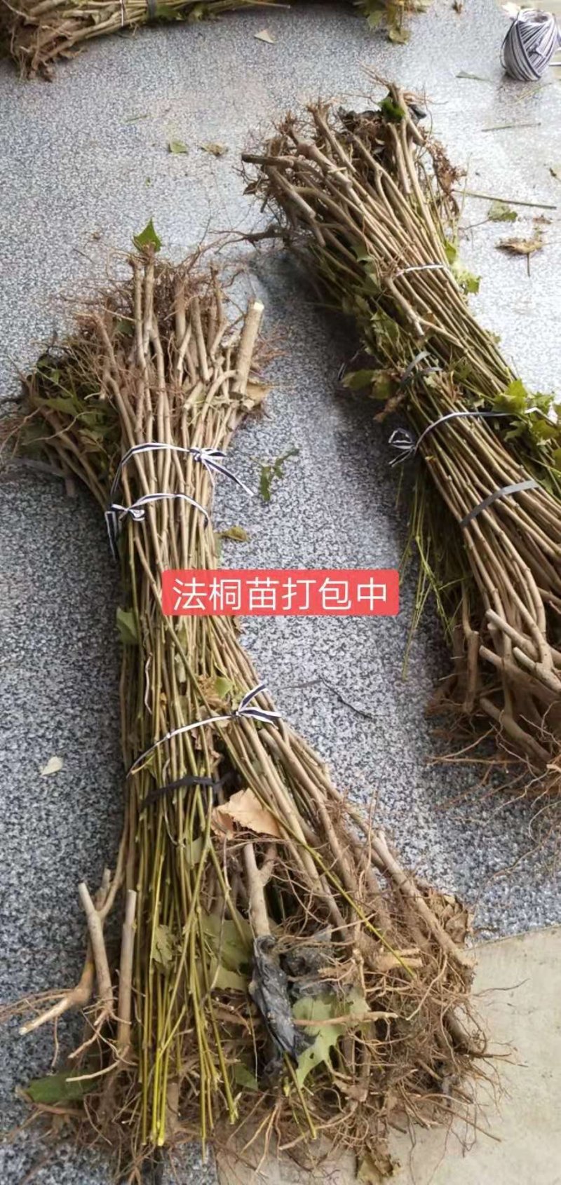 法桐法国梧桐速生法桐悬铃木青皮法桐法桐树