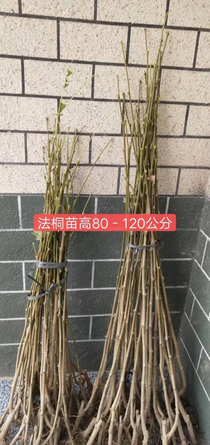 法桐法国梧桐速生法桐悬铃木青皮法桐法桐树