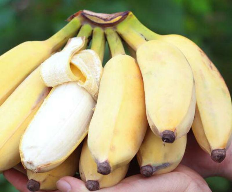 广西贡蕉西贡粉蕉甜香蕉应季水果整箱包邮3斤5斤10斤