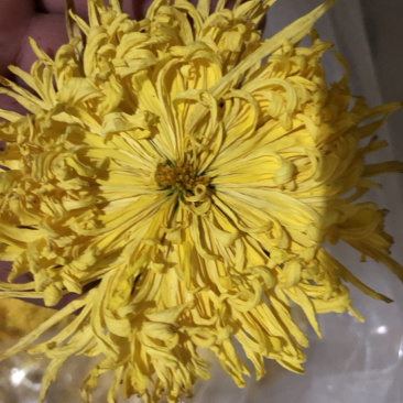 金丝皇菊