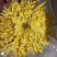 金丝皇菊