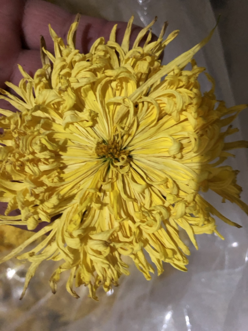 金丝皇菊