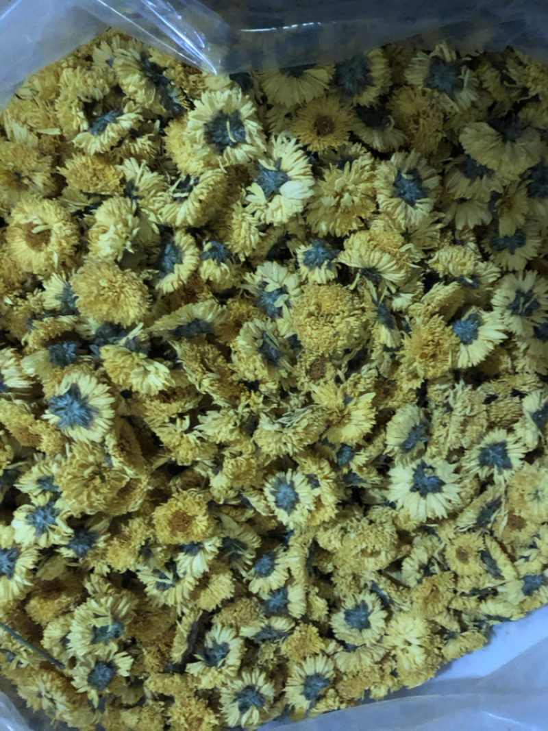 金丝皇菊
