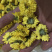 金丝皇菊