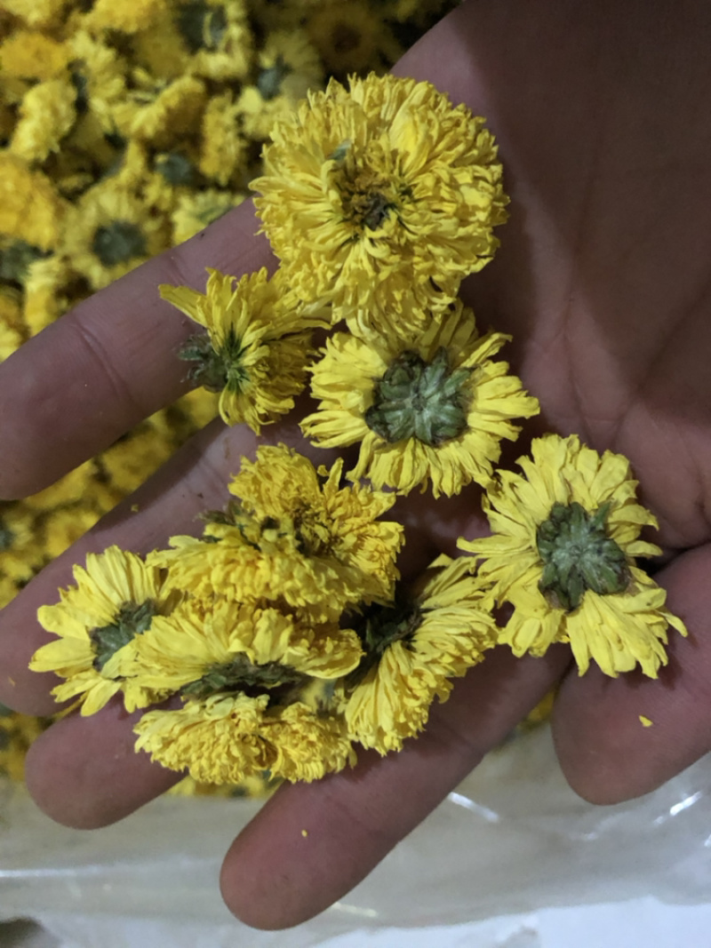 金丝皇菊