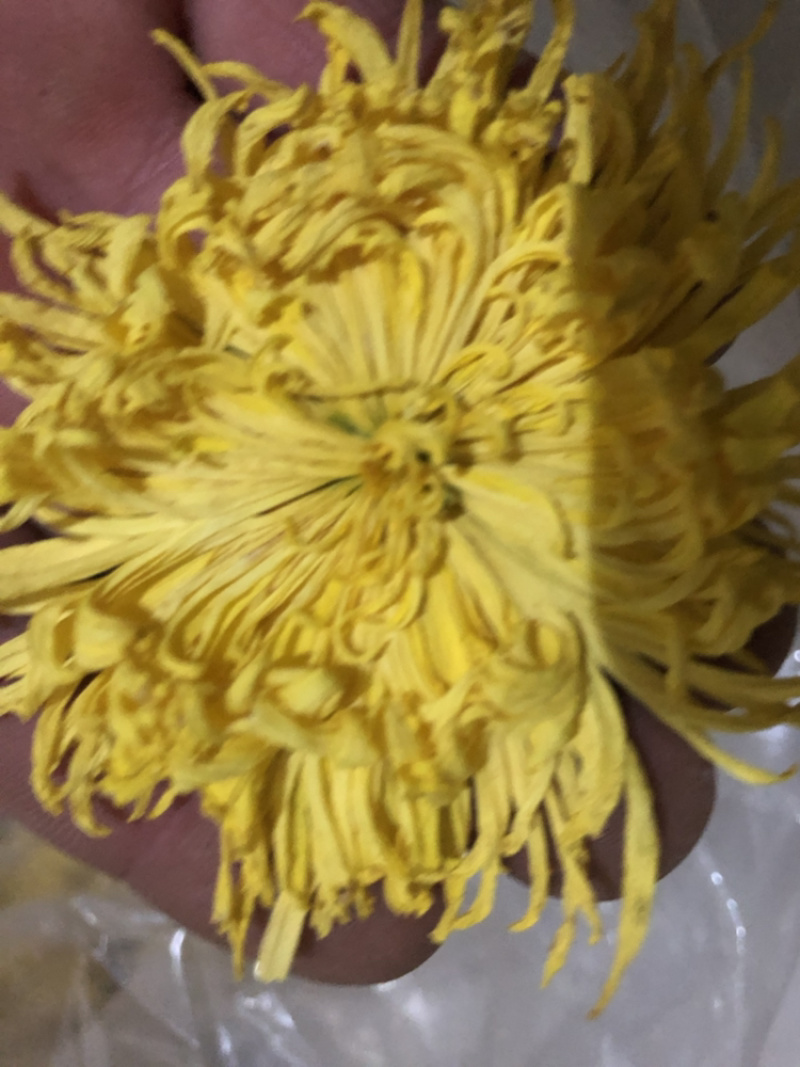 金丝皇菊