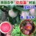 新品种恐龙蛋李子苗包成活现挖现发嫁接苗包技术