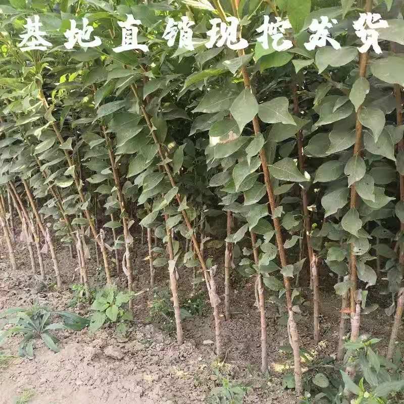 早酥红梨树苗嫁接苗脆甜水分多营养价值高品种保证