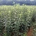 冰糖心苹果苗嫁接苗南北方种植包成活全国包邮