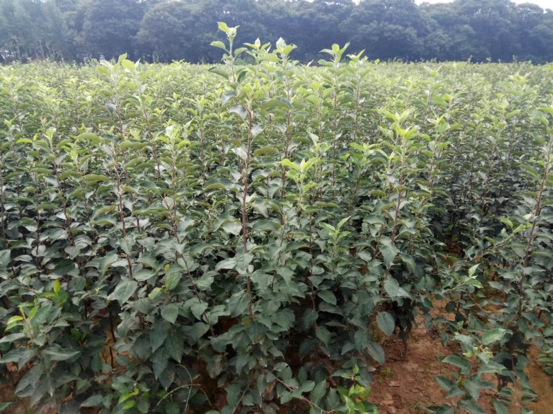 冰糖心苹果苗嫁接苗南北方种植包成活全国包邮