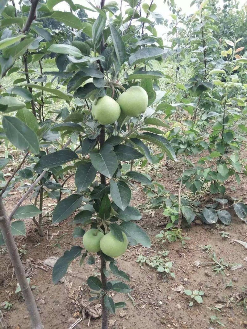 冰糖心苹果苗嫁接苗南北方种植包成活全国包邮