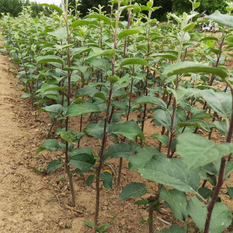 冰糖心苹果苗嫁接苗南北方种植包成活全国包邮