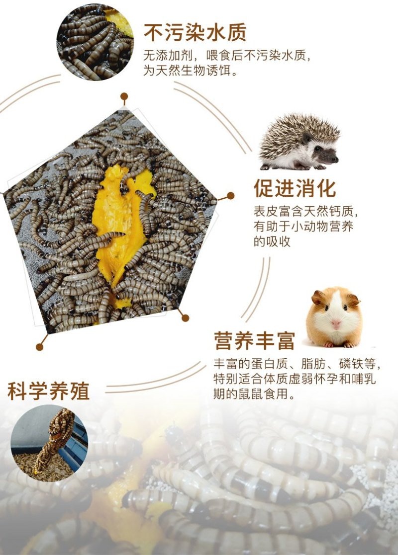 大麦虫活体面包虫黄粉虫画眉八哥金龙鱼活体饲料包邮