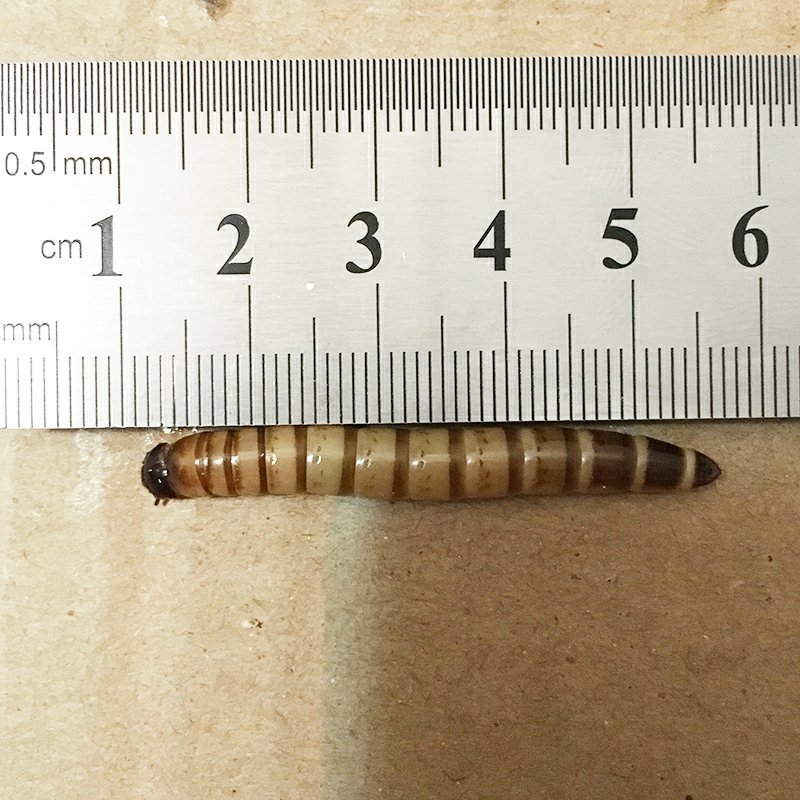 大麦虫活体面包虫黄粉虫画眉八哥金龙鱼活体饲料包邮