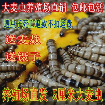 大麦虫活体面包虫黄粉虫画眉八哥金龙鱼活体饲料包邮