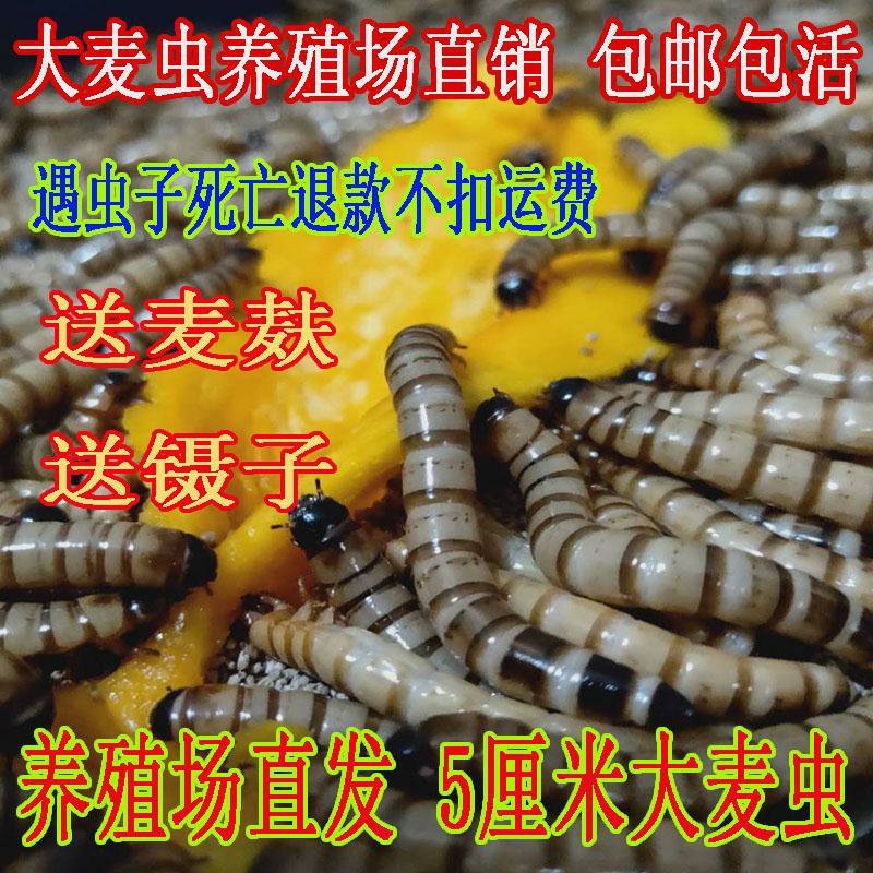 大麦虫活体面包虫黄粉虫画眉八哥金龙鱼活体饲料包邮