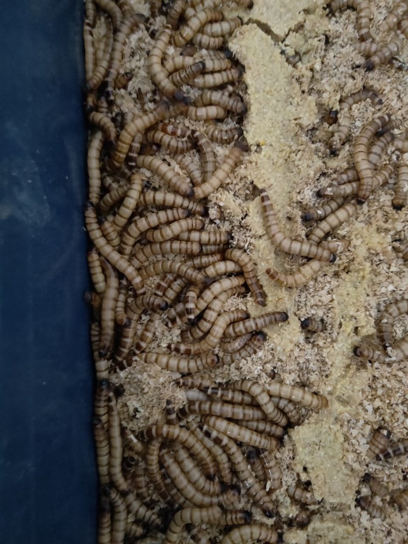 大麦虫活体面包虫黄粉虫画眉八哥金龙鱼活体饲料包邮