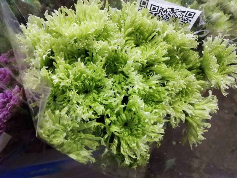 小菊花，欢迎致电，量大从优，一手货源，优质鲜花