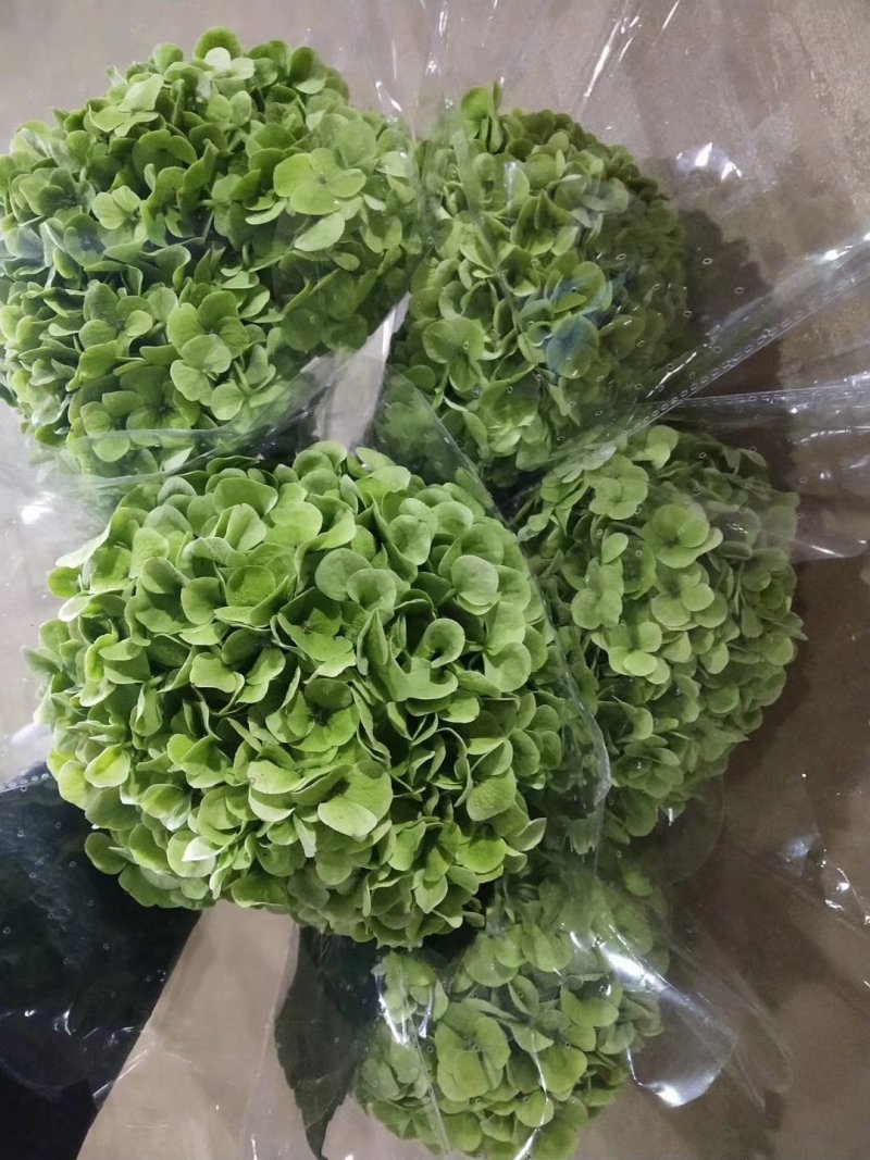 绣球