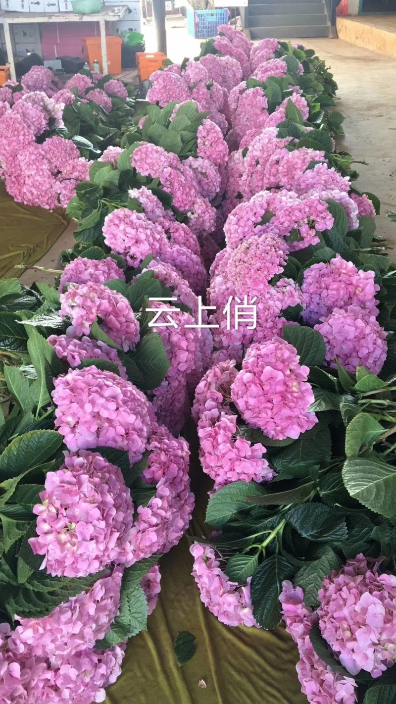 绣球