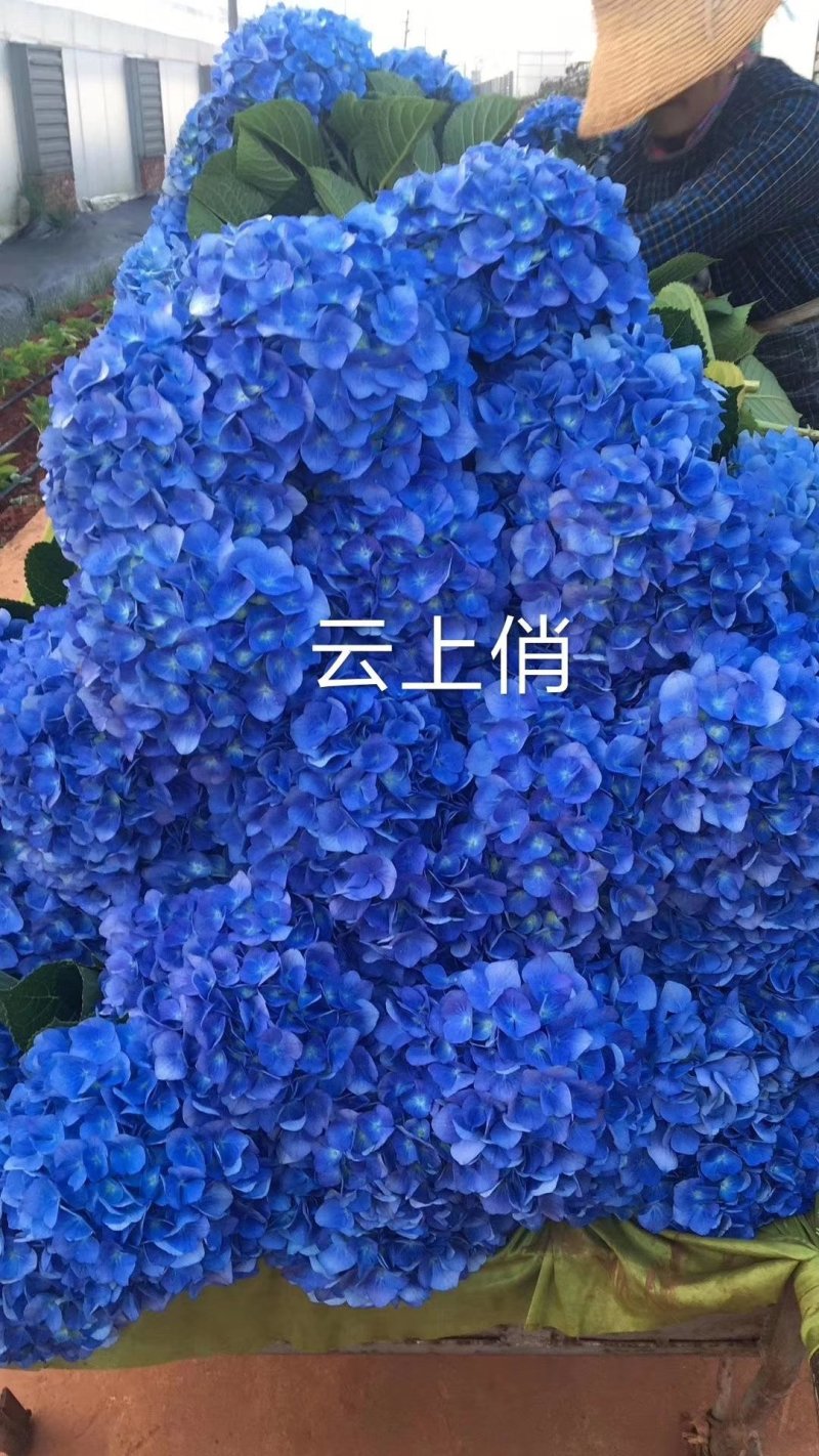 绣球
