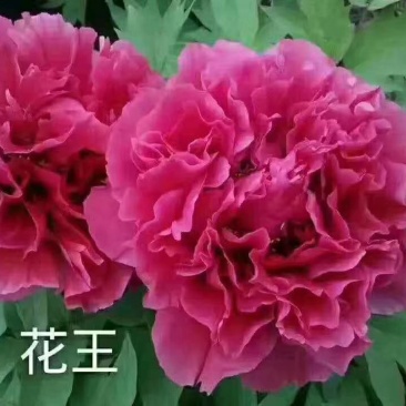 牡丹，观赏牡丹，多层花，保品种，保成活，现要现挖