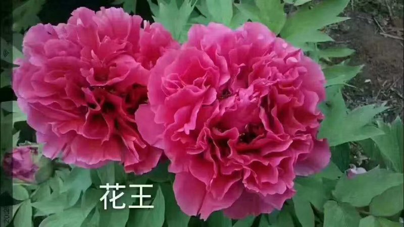 牡丹，观赏牡丹，多层花，保品种，保成活，现要现挖