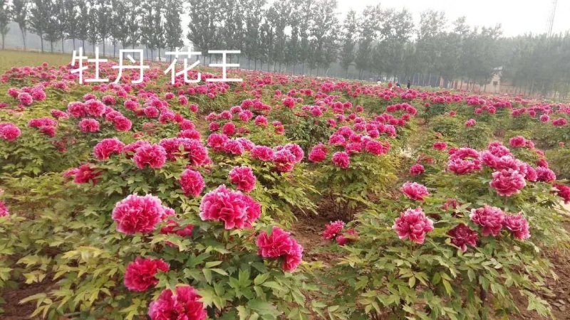 牡丹，观赏牡丹，多层花，保品种，保成活，现要现挖