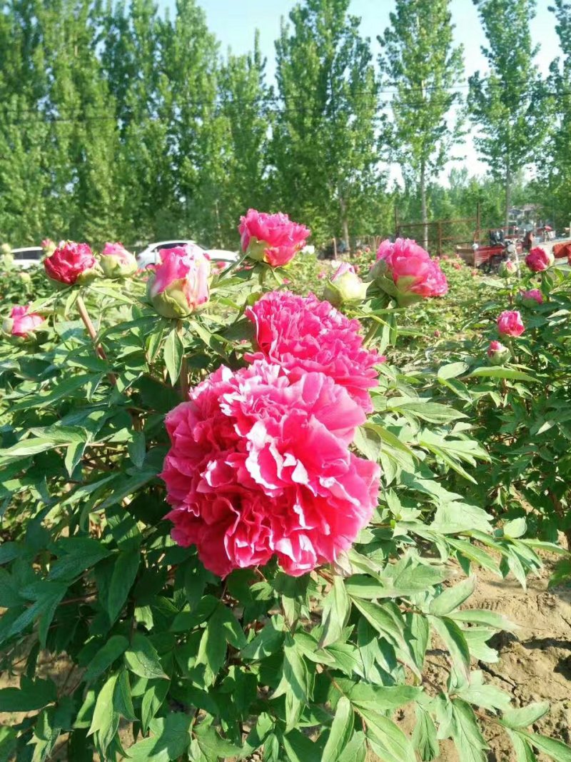 牡丹，观赏牡丹，多层花，保品种，保成活，现要现挖