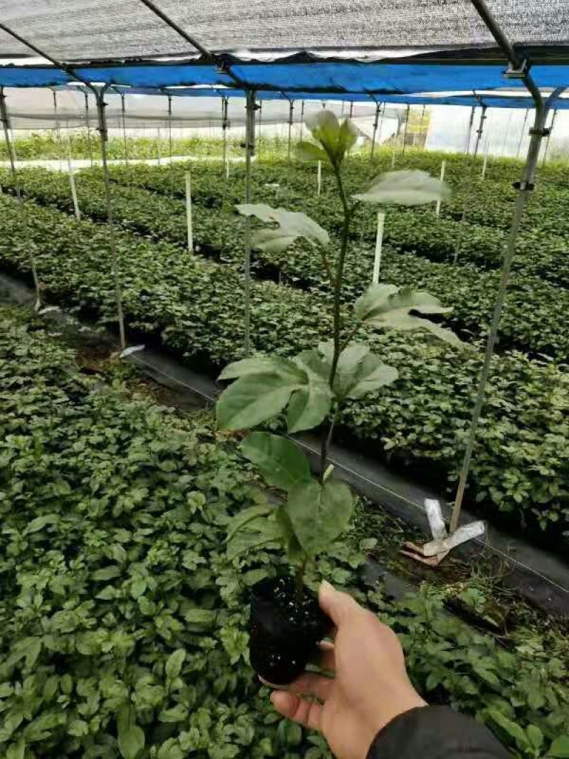 百香果苗黄金百香果苗芭乐味纯甜扦插苗嫁接苗脱毒苗包邮包活