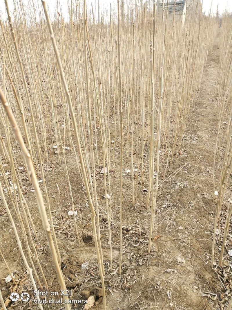 红油香椿树苗香椿树大棚专用香椿苗产量高可视频看货