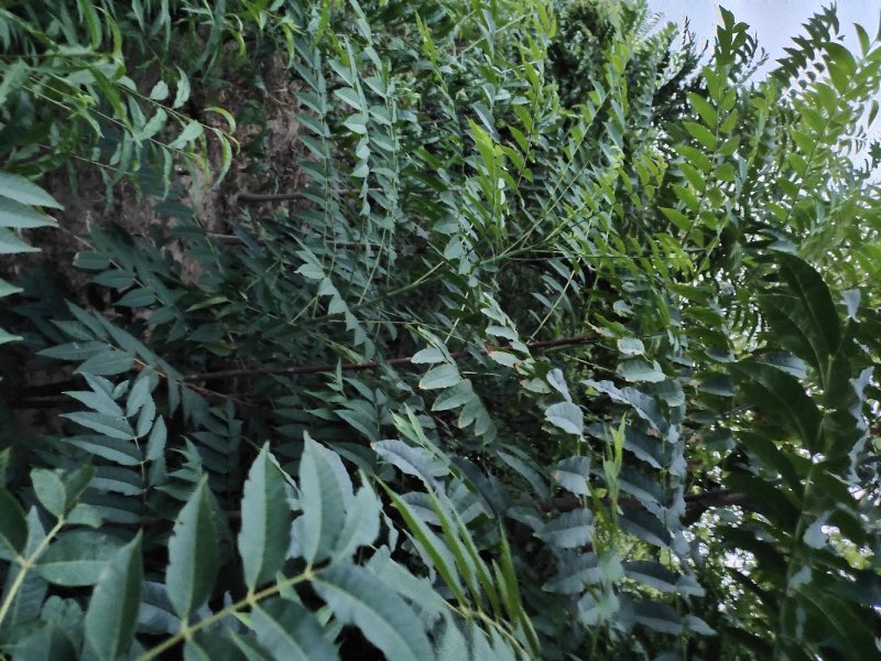 红油香椿树苗香椿树大棚专用香椿苗产量高可视频看货